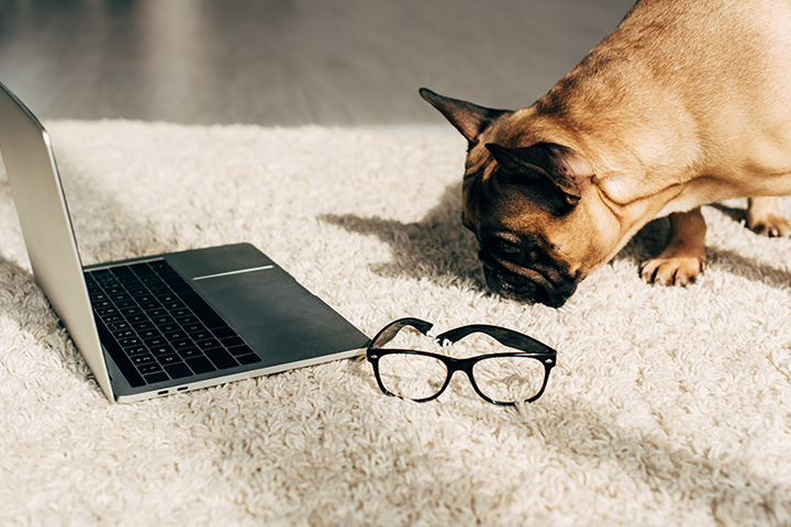 Französische Bulldogge schnüffelt Teppich neben Laptop und Brille, geeignet für reinigung.