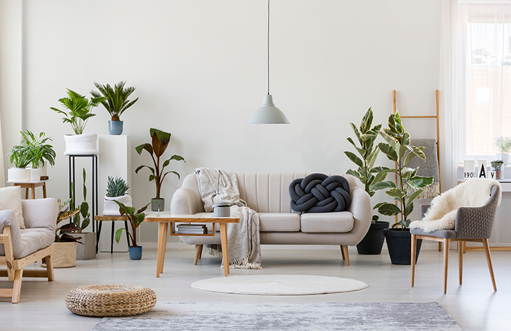 740X480 De Seo Blog Plants For A Better Air 2407