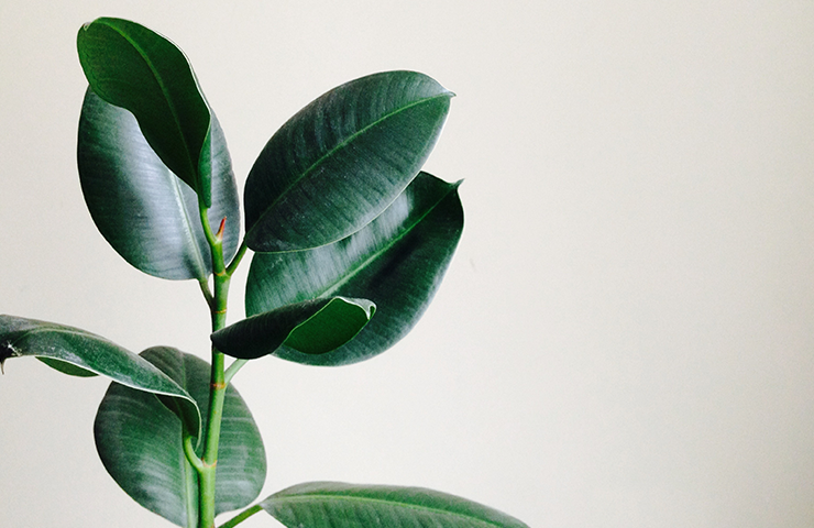 740X480 De Seo Blog Plants For A Better Air 1 2407