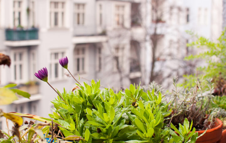 Grüne Pflanzen und lila Blüten auf einem Balkon, unscharfer Hintergrund mit Gebäuden. Reinigungskraft.