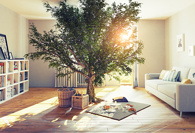 Großer Baum im Wohnzimmer, Sonnenlicht, Sofa, Bücherregal, Picknickdecke, reinigung.