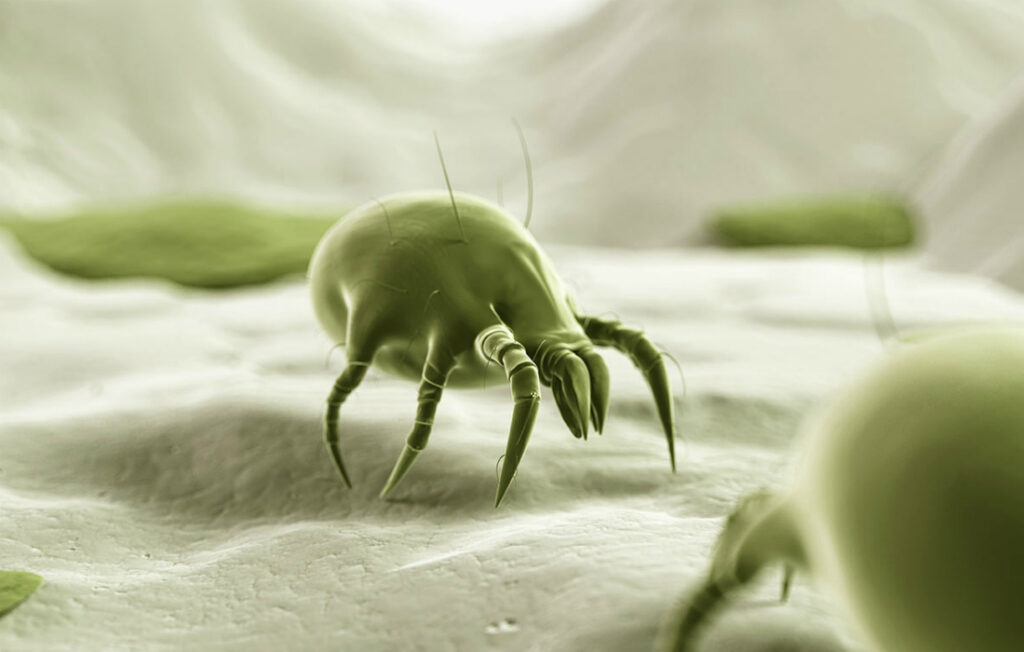 Milbe Stark Vergrößert