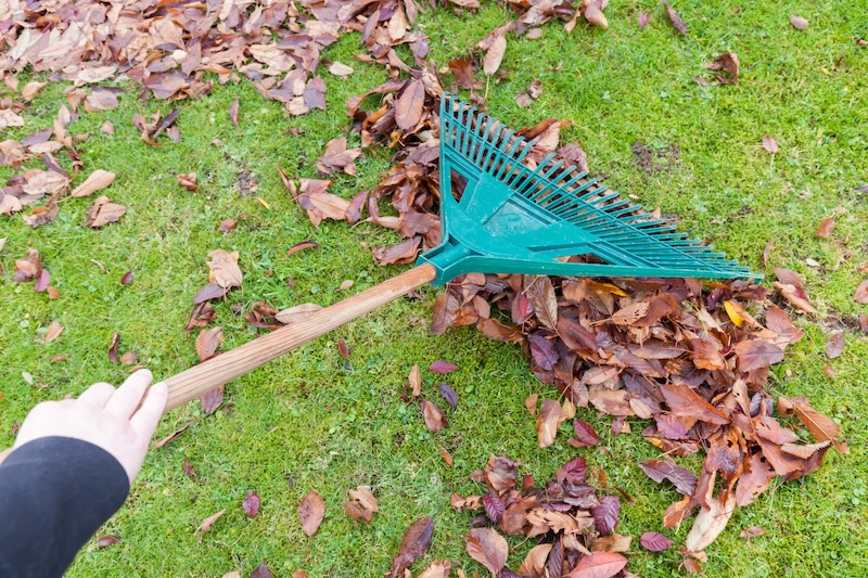 Cropped Hand Cleaning Autumn Leaves With Rake Grassy Field Yard