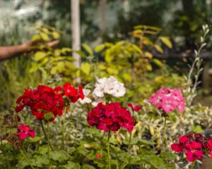 Close Up Flowers Garden
