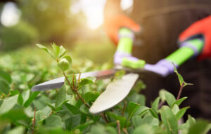 Male Hands Cutting Bushes With Big Scissors