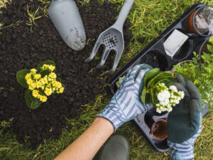 Overhead View Hand Holding Small Fresh Potted Plant