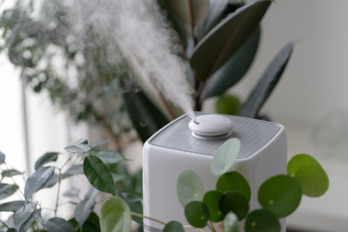 Steam From Air Humidifier Heating Period Surrounded By Houseplants Plant Care