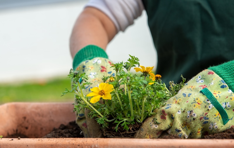 Eine Person, Die Blumengartenhandschuhe Trägt, Pflanzt Leuchtend Gelbe Blumen In Einen Terrakottatopf Und Vermittelt So Ein Gefühl Der Fürsorge Und Ruhe Im Garten.