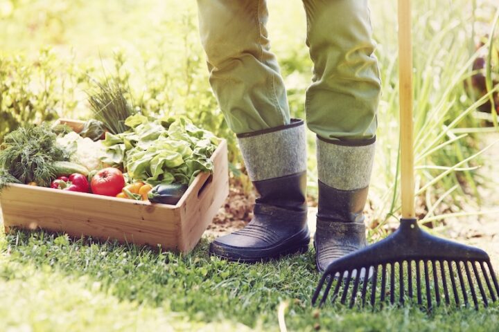 Eine Person Mit Stiefeln Und Grünen Hosen Steht Auf Gras In Der Nähe Einer Holzkiste Voller Frischem Gemüse. Ein Rechen Ist In Der Nähe, Was Auf Gartenarbeit Schließen Lässt.