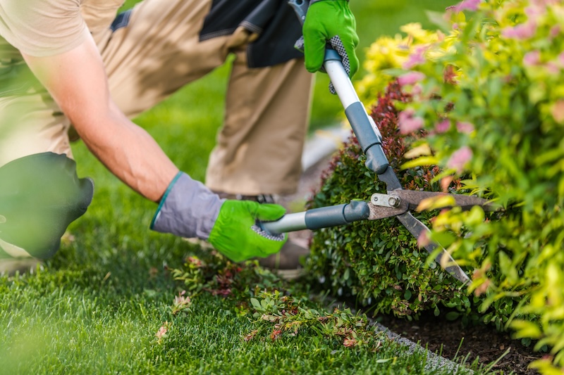 Eine Person Mit Grünen Handschuhen Schneidet In Einem Garten Einen Busch Mit Einer Gartenschere. Die Szene Vermittelt Sorgfalt Und Akribische Aufmerksamkeit Für Die Gartenarbeit.