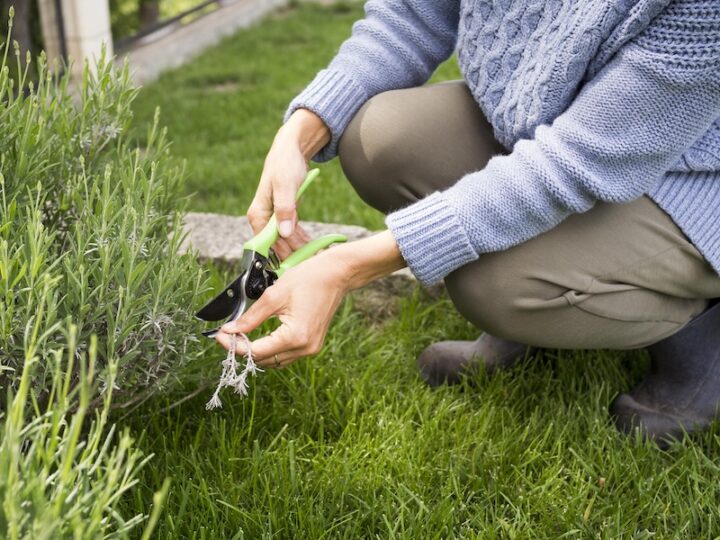 Eine Person In Einem Blauen Pullover Und Einer Braunen Hose Schneidet Lavendelpflanzen Mit Einer Gartenschere Mit Grünem Griff Und Kniet Auf Üppigem Grünem Gras In Einem Ruhigen Garten.